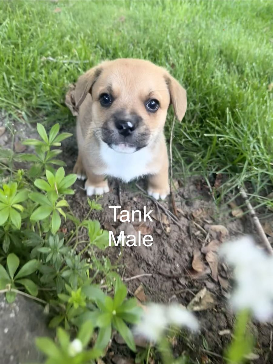 French Bulldog/ Corgi Mix