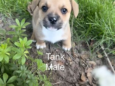 French Bulldog/ Corgi Mix