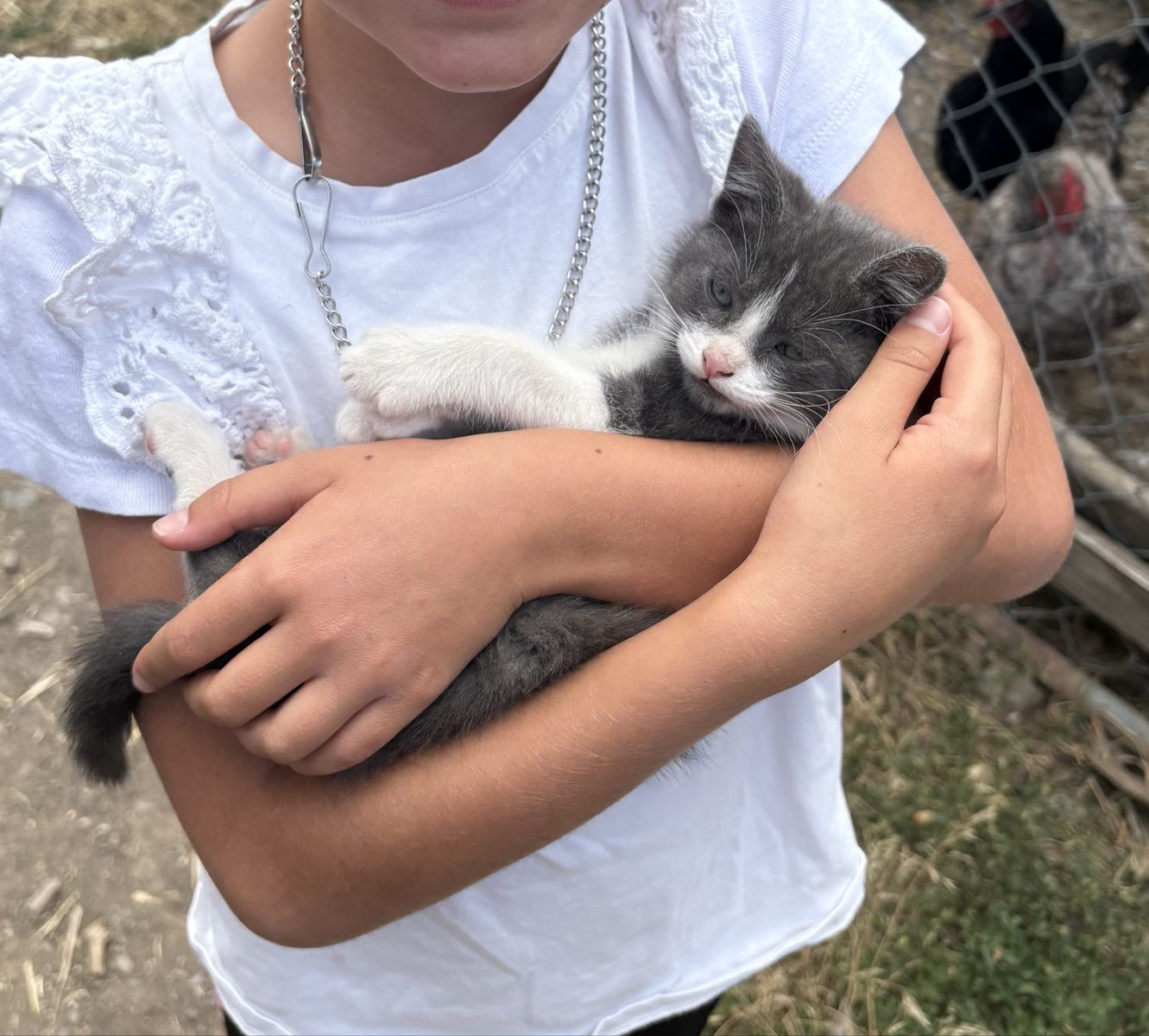 Male farm kitten