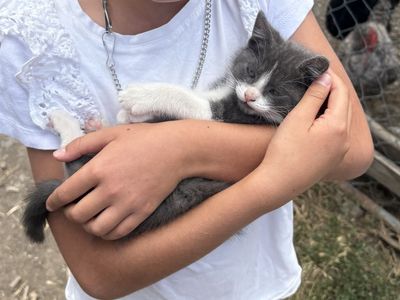 Male farm kitten