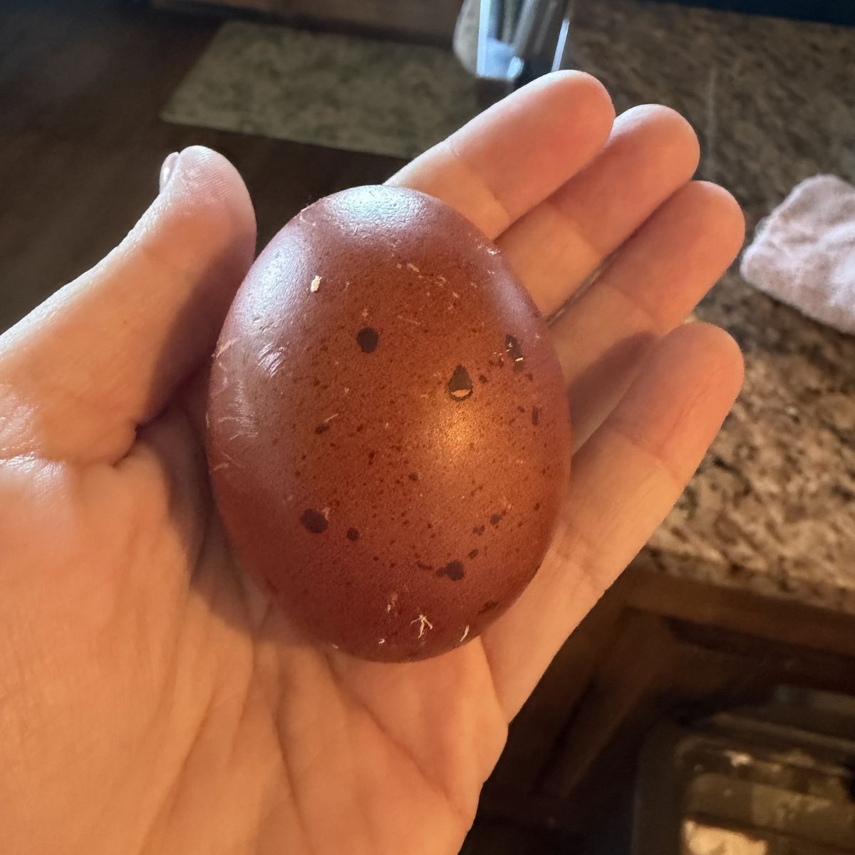 Black Copper Maran Hatching Eggs