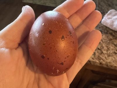 Black Copper Maran Hatching Eggs