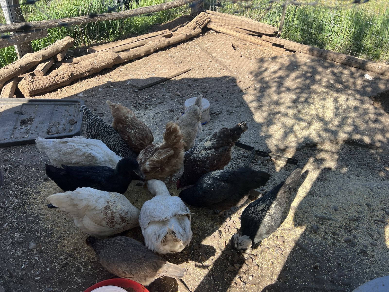 Laying Hens and Ducks