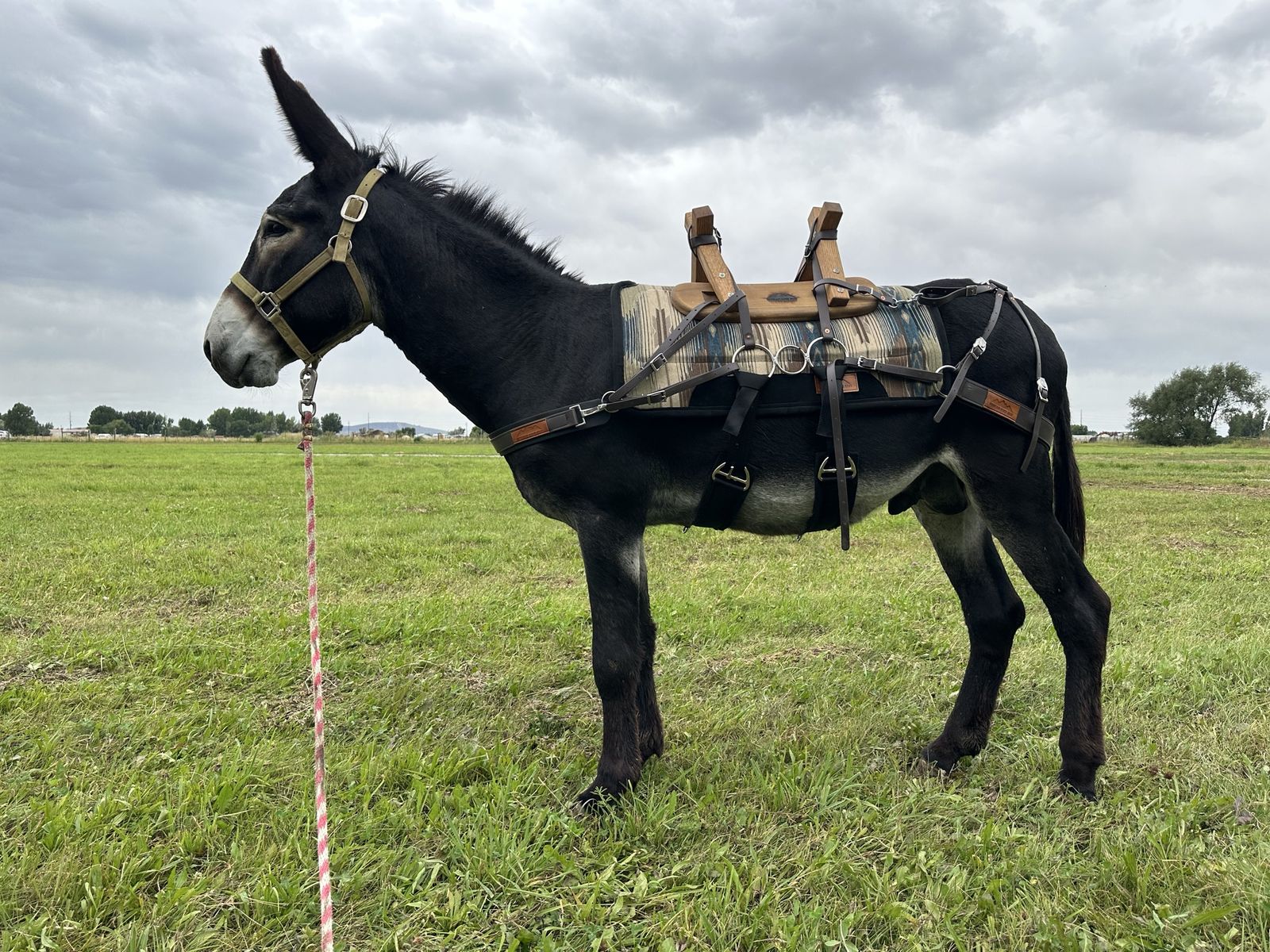 Black Jack Donkey at Stud