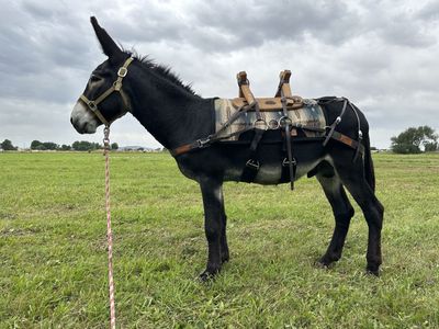 Black Jack Donkey at Stud