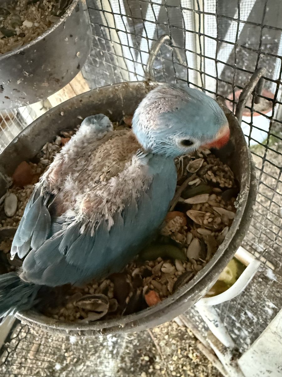 Indian Ringneck