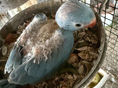Indian Ringneck