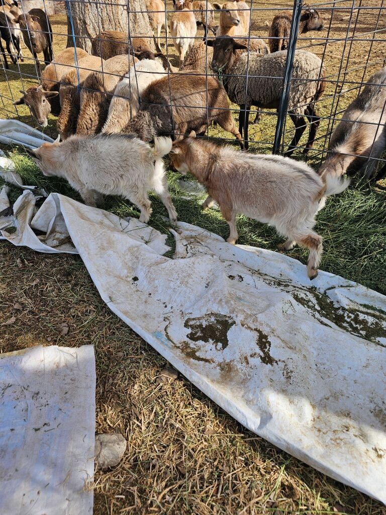 2 Nigerian wethers for sale