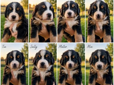 AKC registered Bernese Mountain Dog Puppies for Sale - Flo, Doc, Lightning, Lizzie, Tia, Sally, Mater, Mia