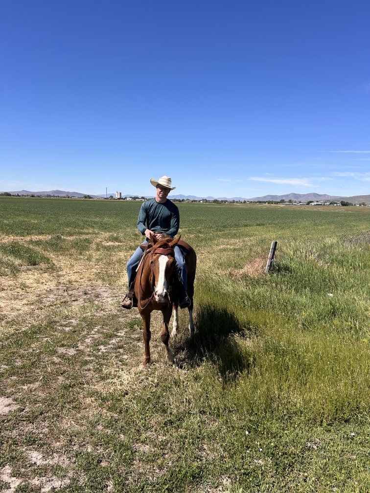5 year old grade mare