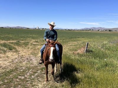 5 year old grade mare