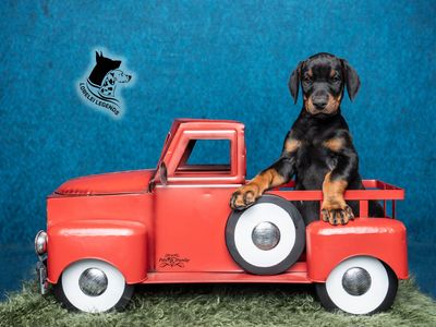 HEALTHY European AKC Doberman Puppies – OFA Health Tested Parents!