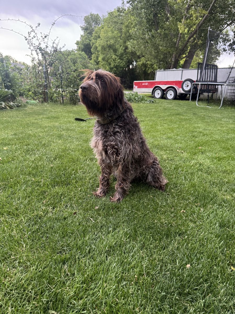 AKC Registered Wirehaired Pointing Griffon for Stud