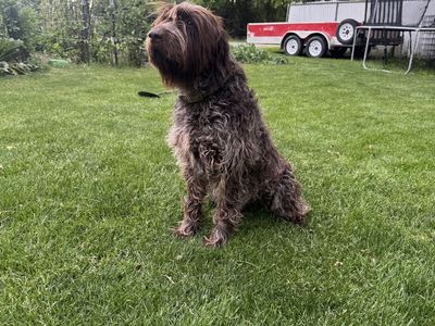AKC Registered Wirehaired Pointing Griffon for Stud