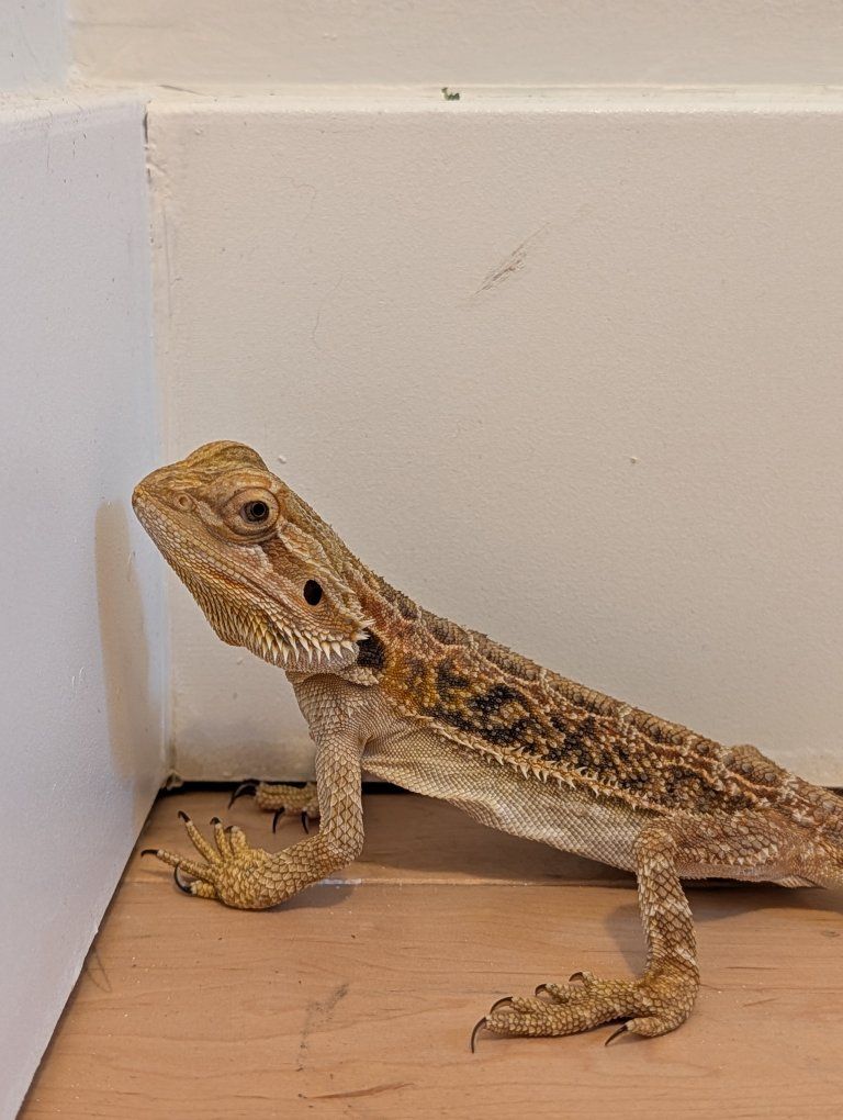 baby Bearded Dragon