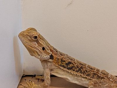 baby Bearded Dragon