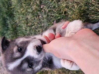 Husky Mix puppies, husky dogs,