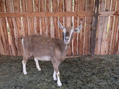 Toggenburg and lambacha milkers