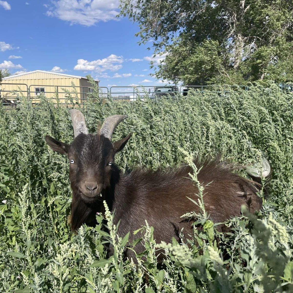 Nigerian dwarf Billy goats