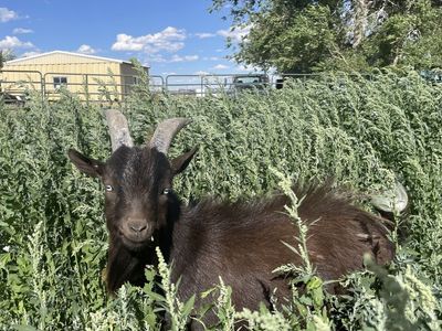 Nigerian dwarf Billy goats