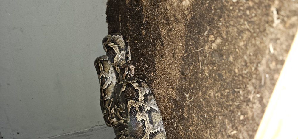 Female Burm