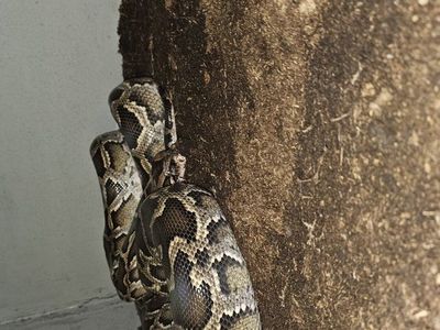 Female Burm