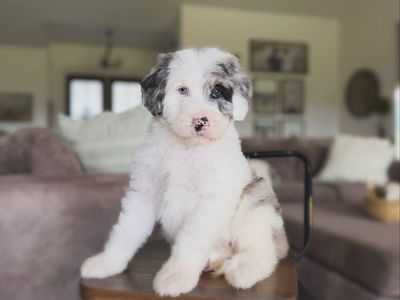 Standard Sheepadoodle