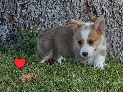 AKC Pembroke Welsh Corgi Puppies