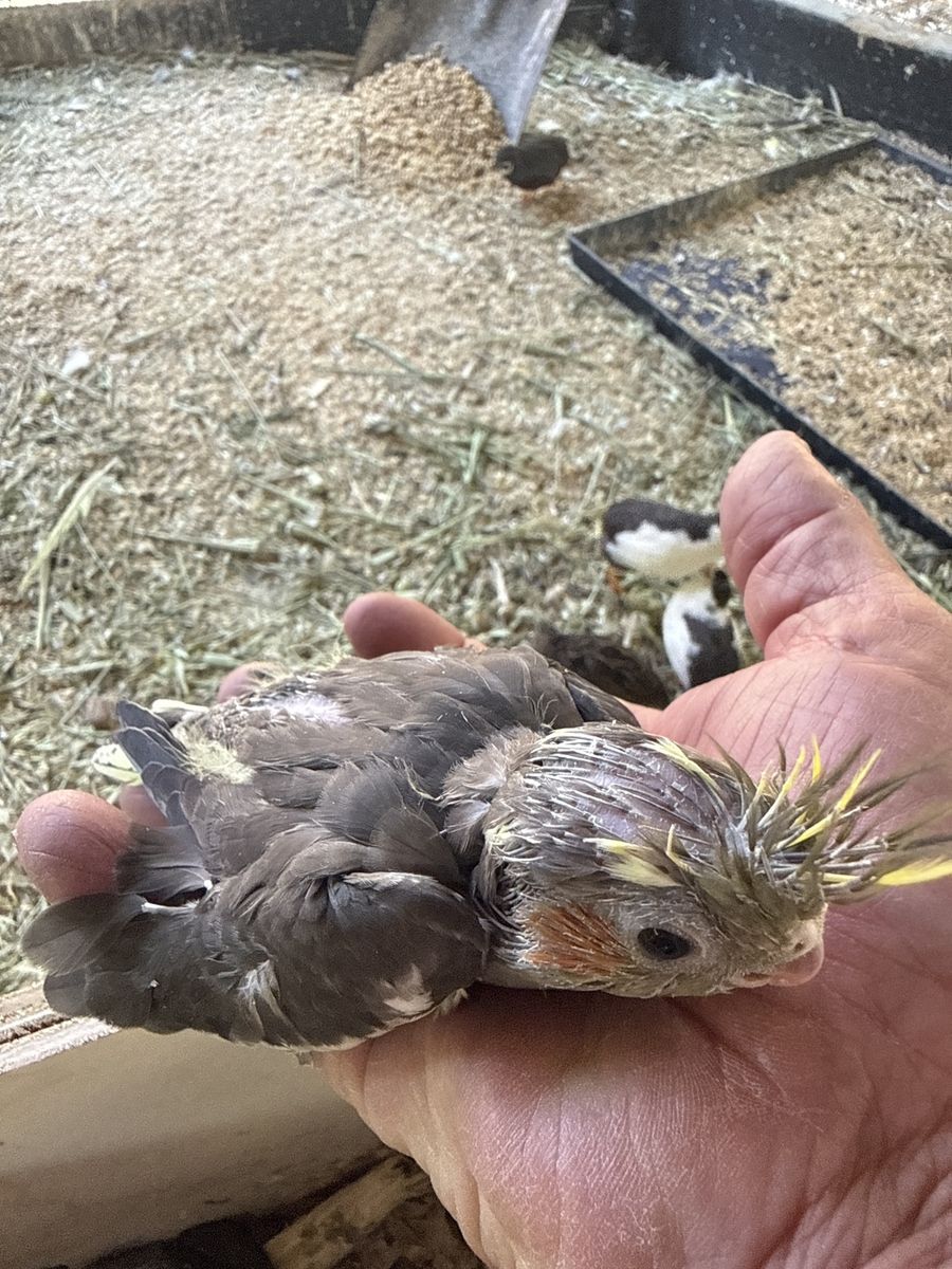 Cockatiel