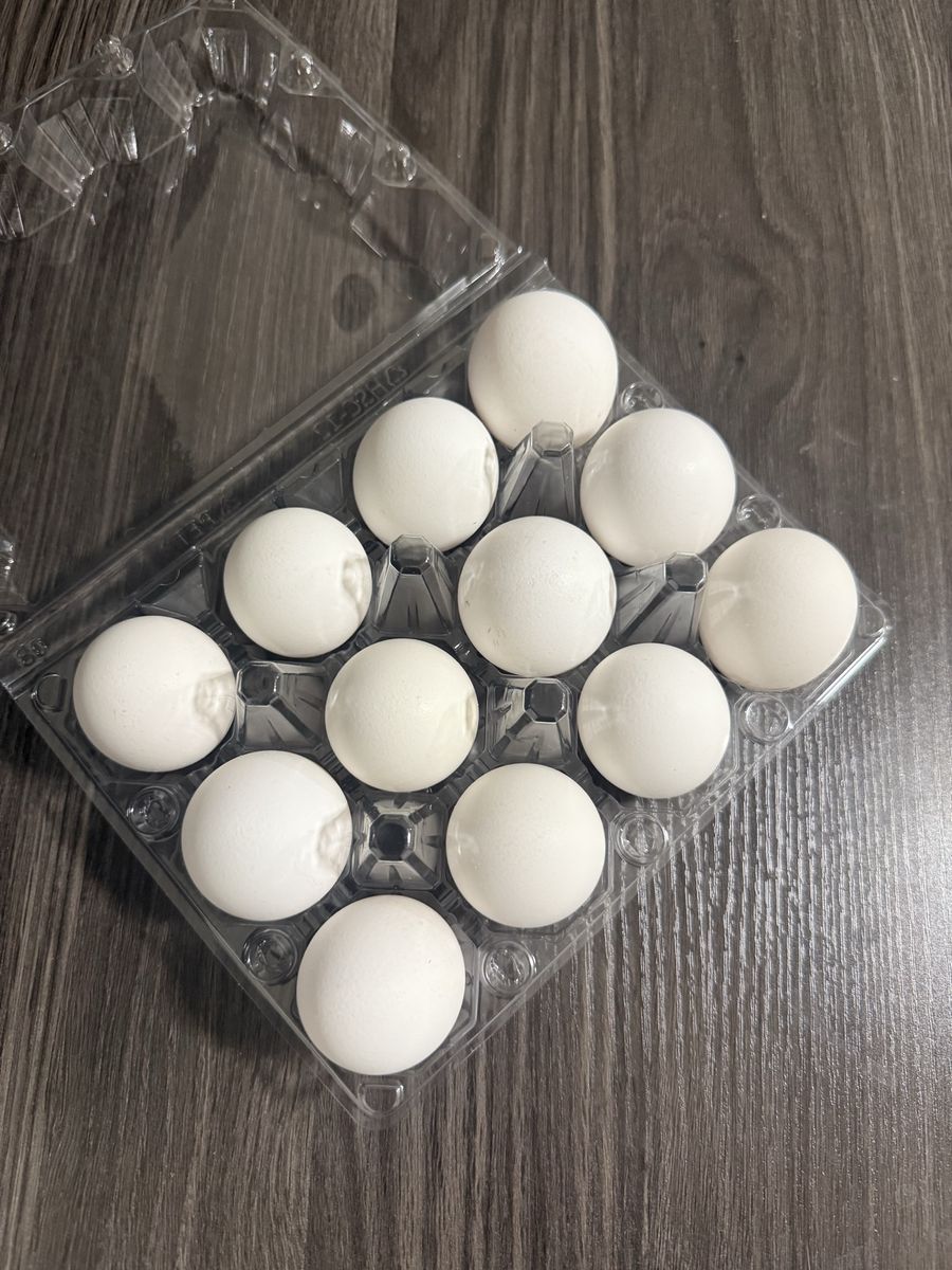 White Leghorn Fertile Hatching Eggs