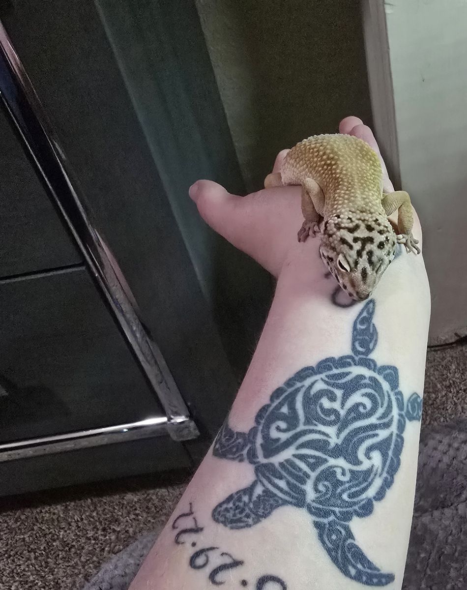 Leopard gecko