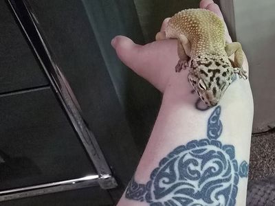 Leopard gecko