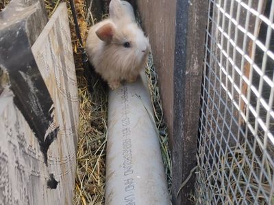 bunnies for sale to good home obo gtg!