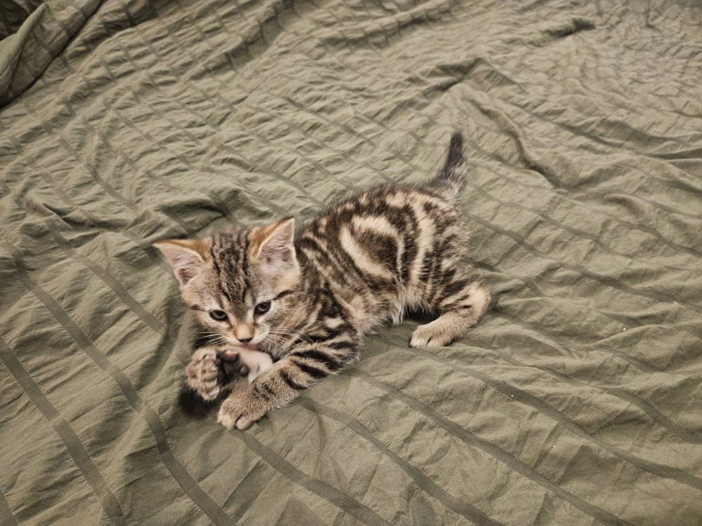 Last Kitten- First Shots & Litter Trained
