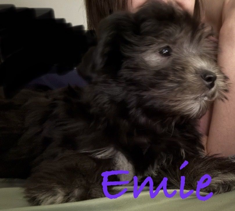Sweet Maltese/Havanese Sisters Looking for Their Forever Homes (together or individual)
