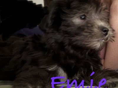 Sweet Maltese/Havanese Sisters Looking for Their Forever Homes (together or individual)