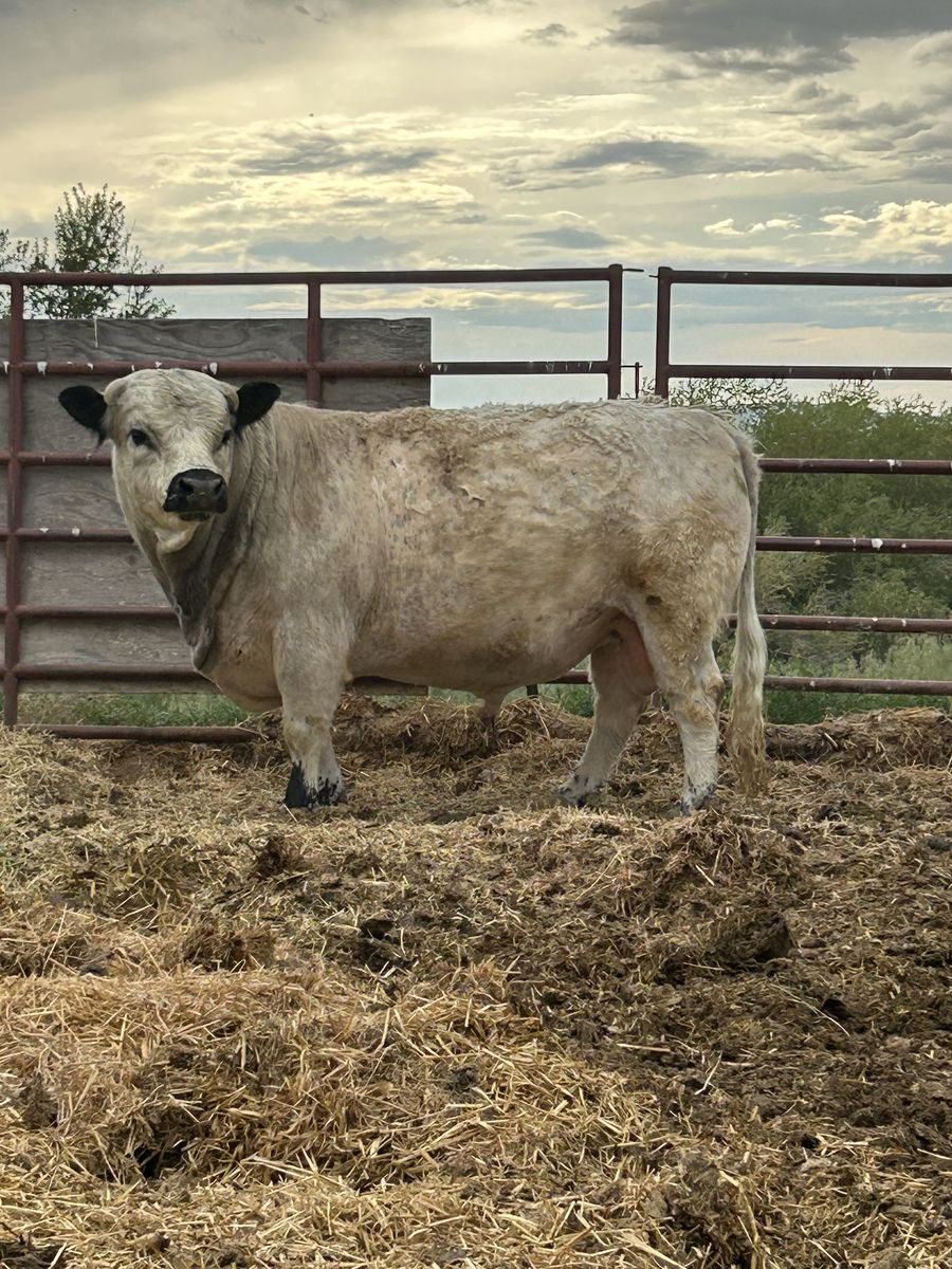 Dexter/British white Bull