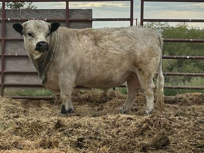 Dexter/British white Bull