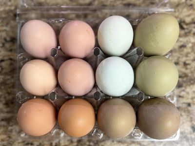 Rainbow Hatching Eggs