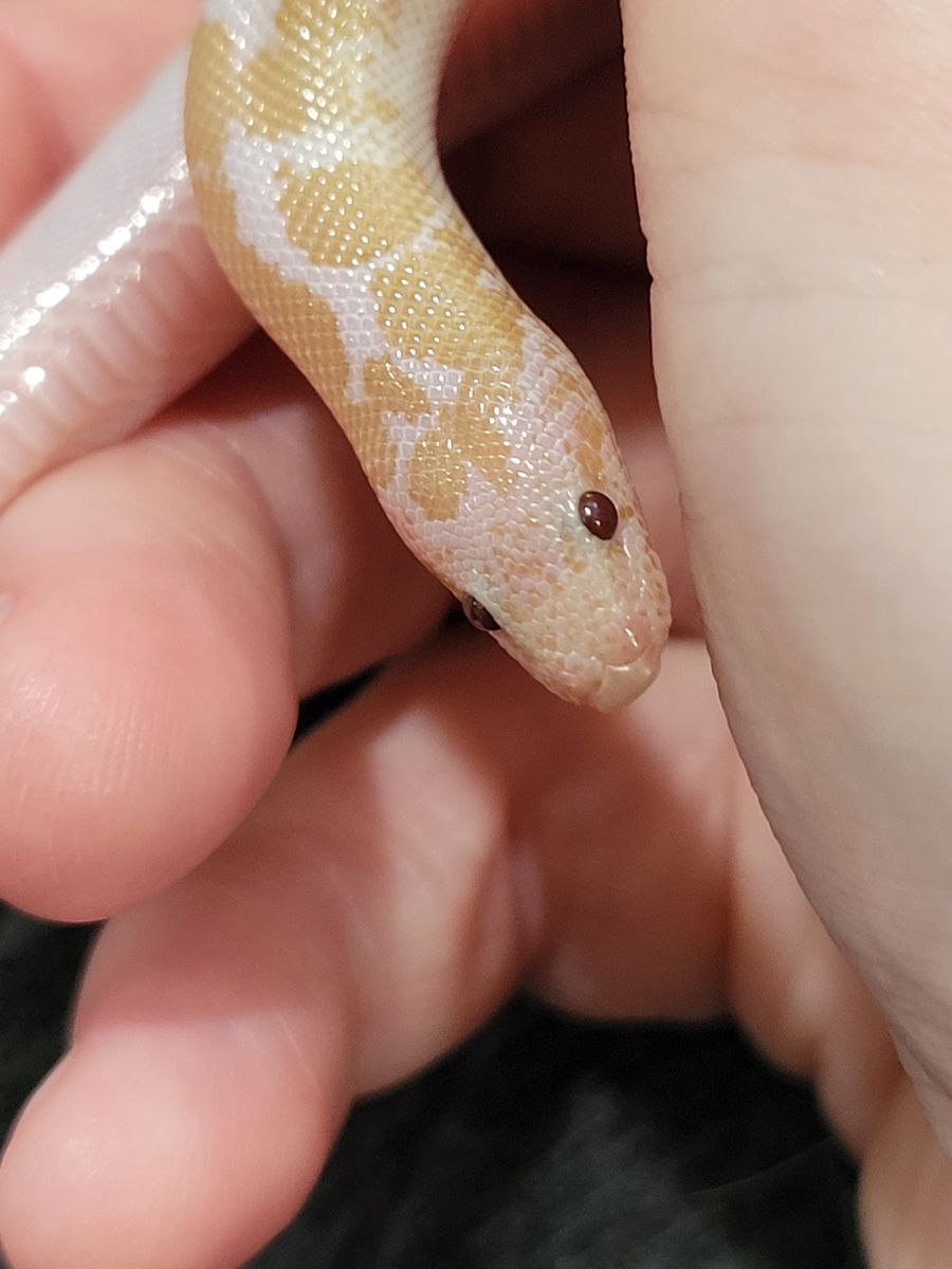 Adorable Male Snow Kenyan Sand Boa