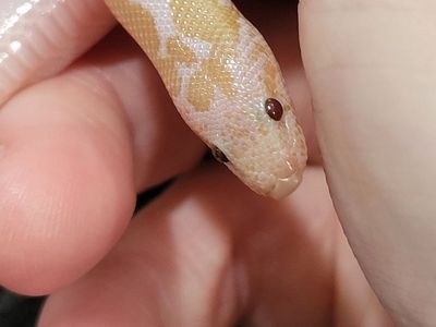 Adorable Male Snow Kenyan Sand Boa