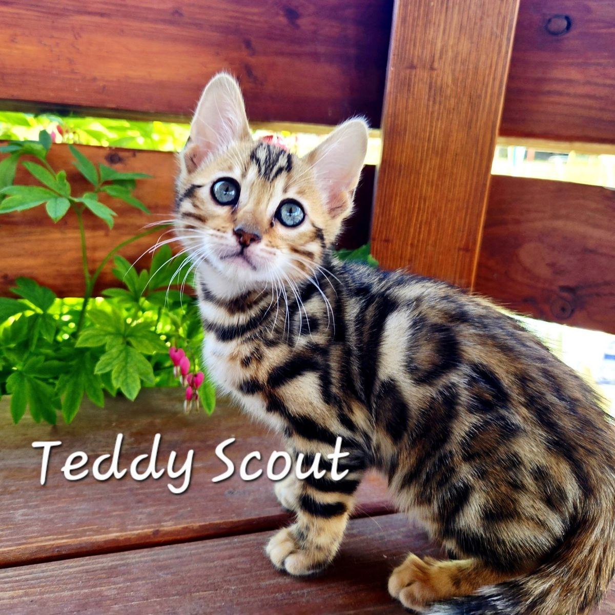 Bengal Kittens - TICA Registered Playful & Snuggly