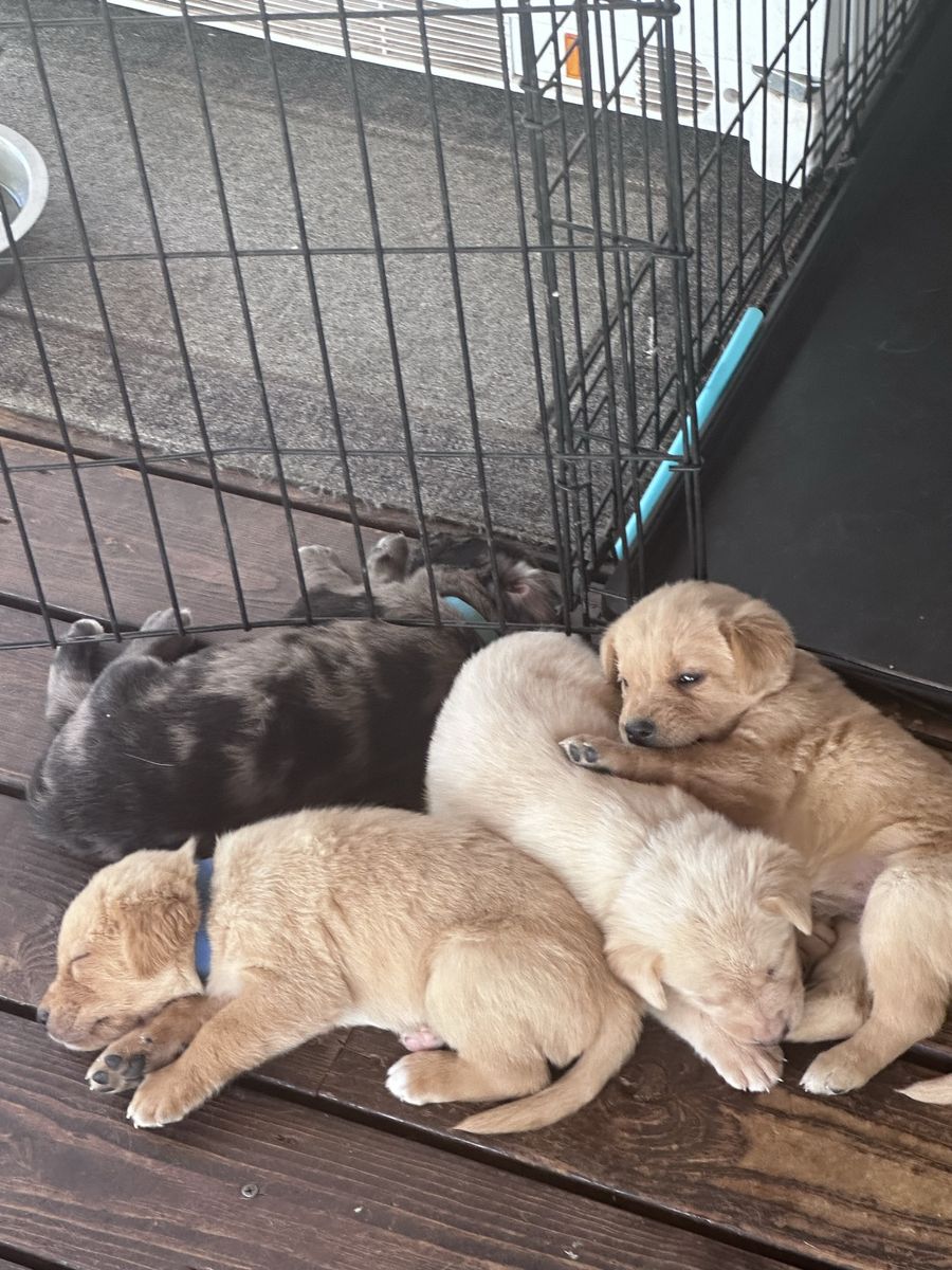 Honker Down Lab/Catahoula puppies