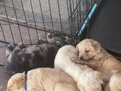 Honker Down Lab/Catahoula puppies