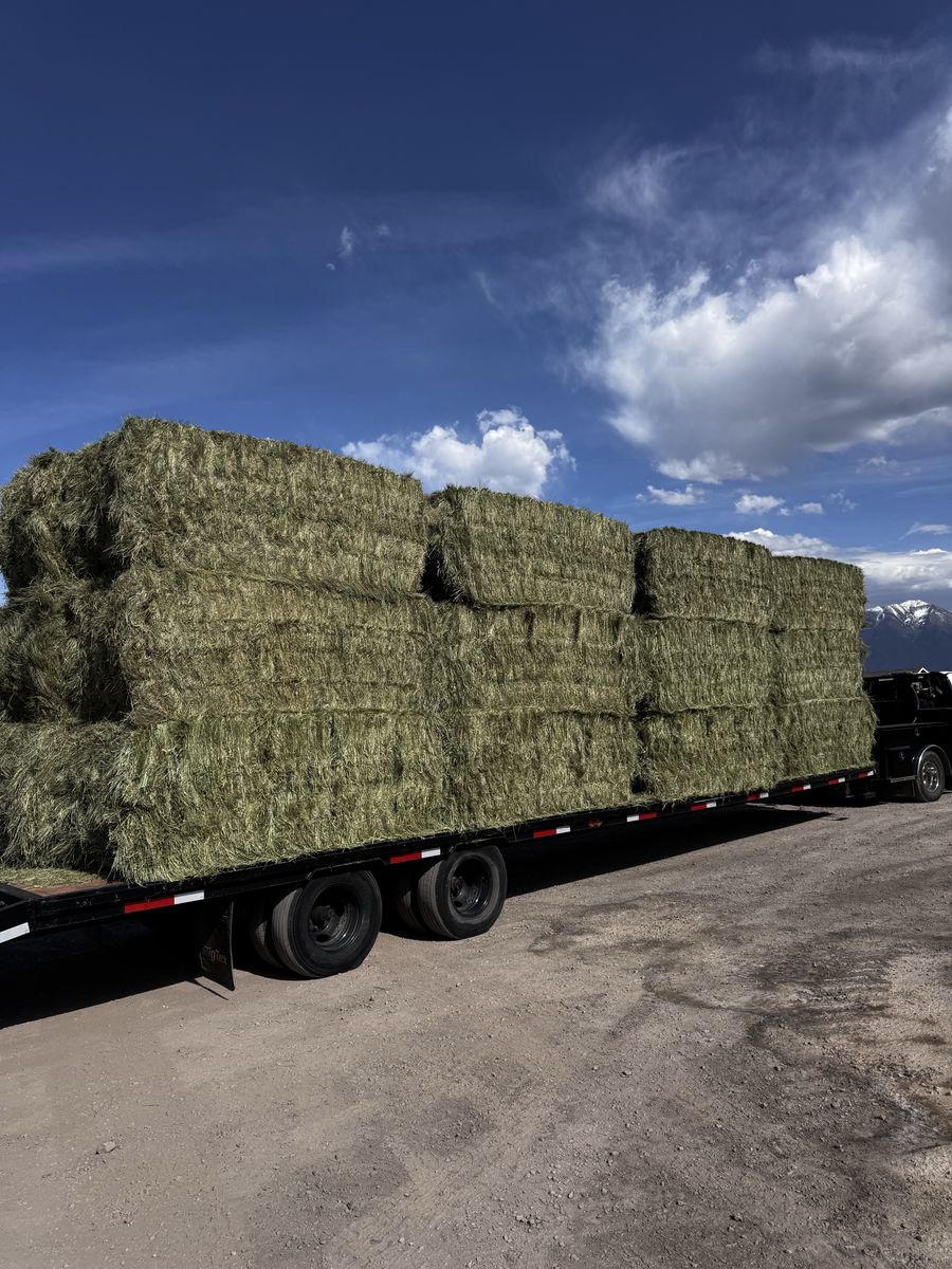 Grass Hay