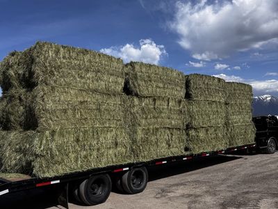 Grass Hay