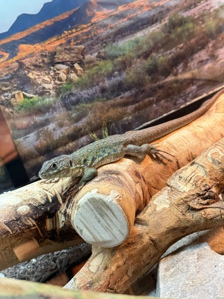 Juvenile Het. Melanistic Jeweled Lacerta