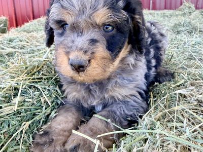 Bernedoodle puppies!