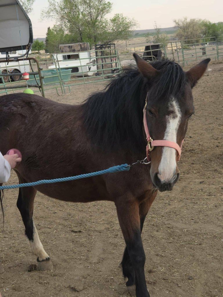 9 year old mustang pony