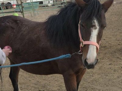 9 year old mustang pony